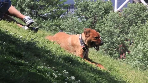 DOG IN GRASS HILLSIDE IN WIND Stock Footage 953396