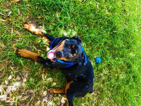 Dog on the grass looking at the camera Stock Photos