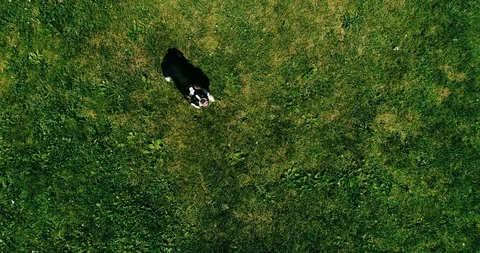 Dog on grass overhead Video stock 92216363