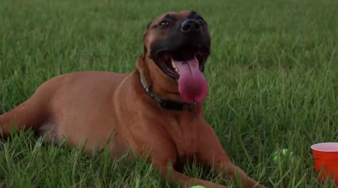 Dog in grass panting Video stock 41120964