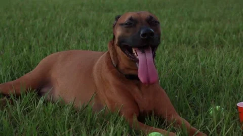 Dog in grass panting Vídeos de archivo 41121043