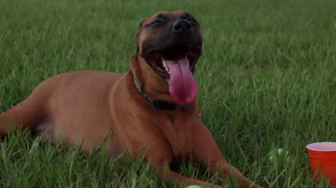Dog in grass panting Video stock 41121122