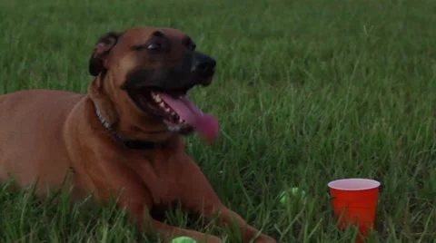 Dog in grass panting Stock-Footage 41121176