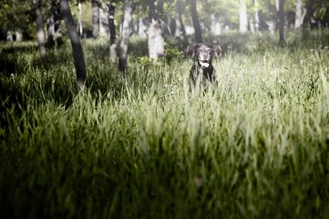 Dog in grass Stock Photos