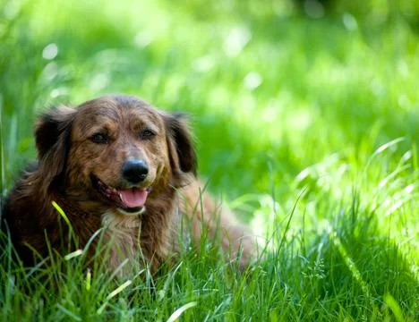 Dog in Grass Stock Photos