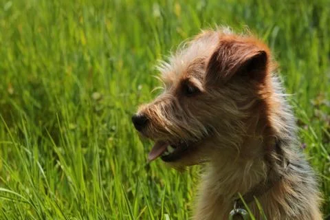 Dog in grass Stock Photos