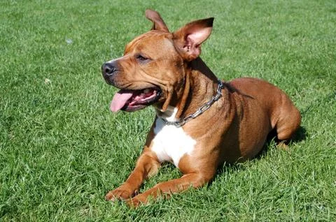 Dog on grass Stock Photos