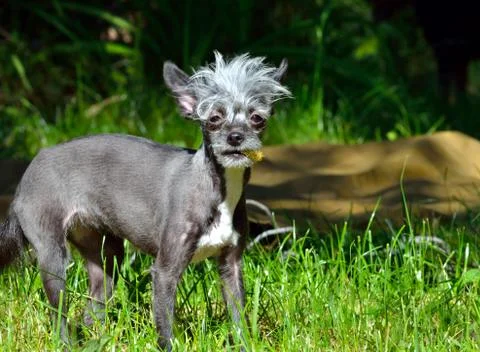Dog in the grass Stock Photos