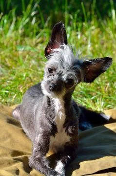 Dog in the grass Foto stock