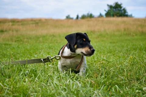 Dog in grass Stock Photos