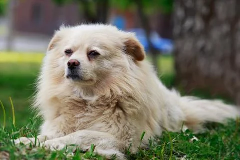 Dog on the grass 库存照片