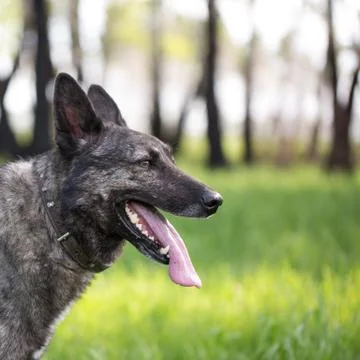 Dog on the grass Stock Photos