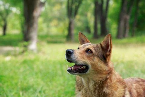 Dog on a grass Stock Photos
