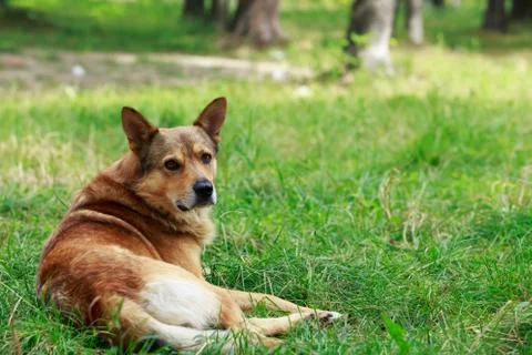 Dog on a grass Photos