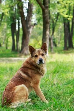 Dog on a grass Stock-Fotos