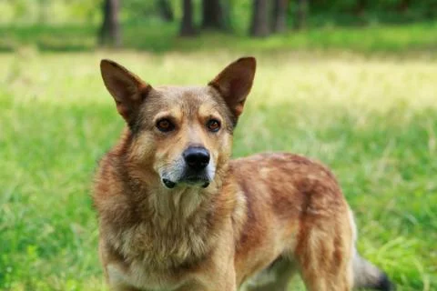 Dog on a grass Photos