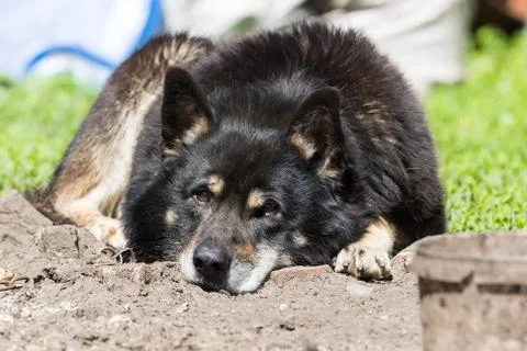Dog on the grass Stock Photos
