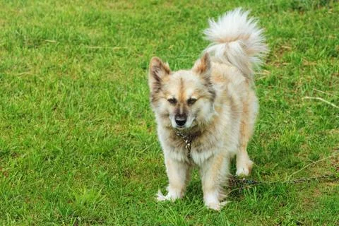 Dog on Grass Stock Photos