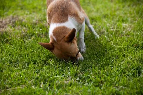 Dog in the grass Stock Photos
