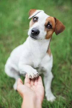 Dog on grass Stock Photos