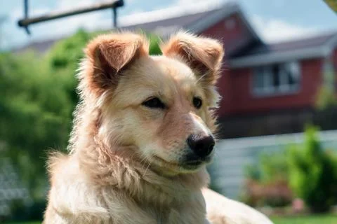 Dog on the grass Stock Photos