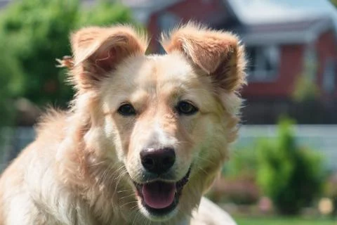 Dog on the grass Stock Photos