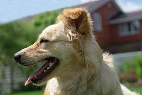 Dog on the grass Stock Photos