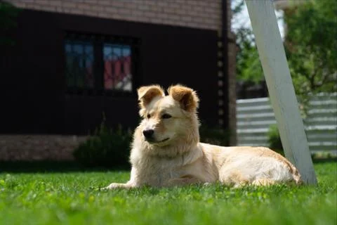 Dog on the grass Stock-Fotos