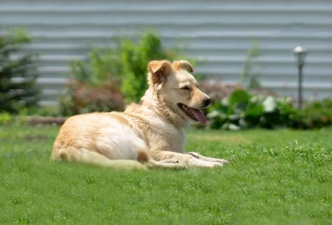 Dog on the grass Stock Photos
