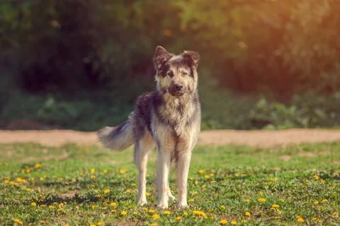 Dog on the grass Stock Photos