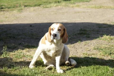 Dog on grass Stock Photos
