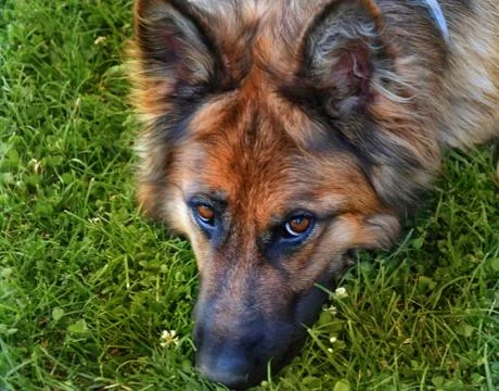 Dog in grass 写真素材