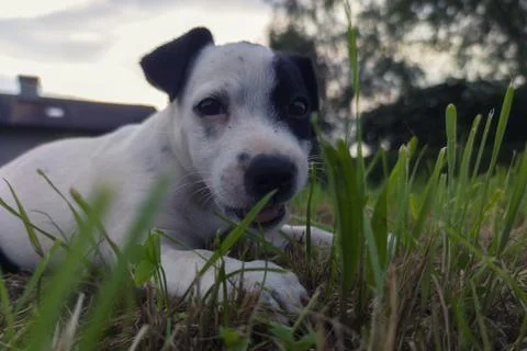 Dog in the grass 스톡 사진