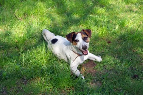 Dog on the grass Foto stock