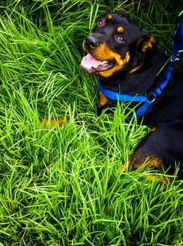 Dog in grass Fotos de archivo