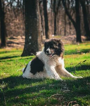 Dog on the grass Stock Photos