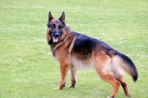 A dog on the grass Stock Photos
