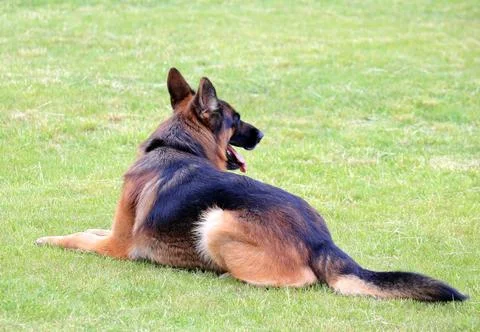 A dog on the grass Foto stock