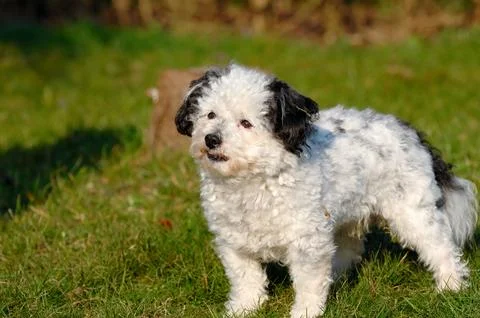 Dog on grass Stock Photos