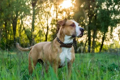 Dog in grass at sunset Stock Photos