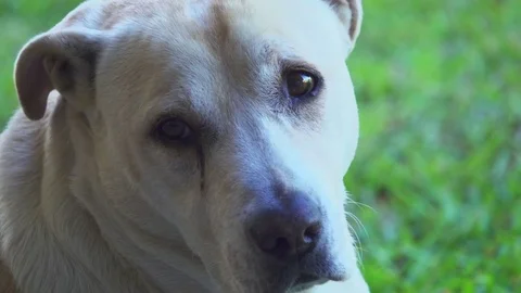 Dog in the Grass,look at camera Stock Footage 70711869