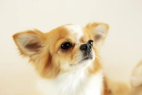 Dog with gray background. Stock Photos