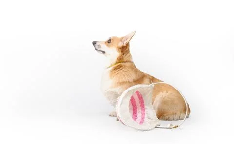 Dog on a gray background in the studio shooting welsh corgi pembroke Stock Photos