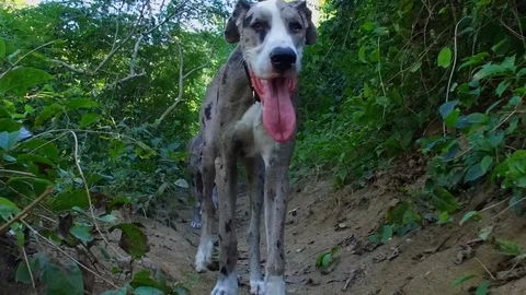 Dog Great Dane Walking slow motion in Jungle Video stock 85822855