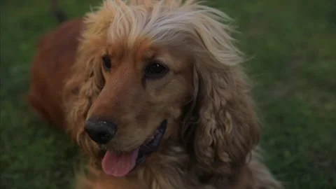 Dog on a green grass Stock Footage 130205789