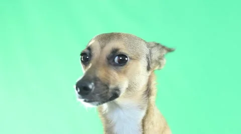Dog  on a green screen Stockbeeldmateriaal 42645118