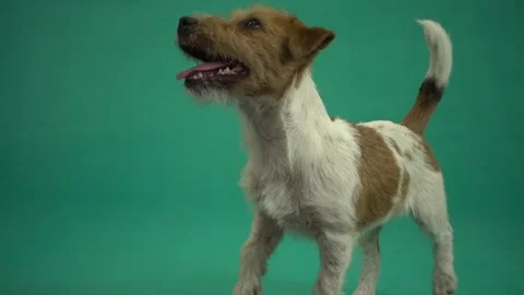 Dog on green screen Stock-Footage 137578133