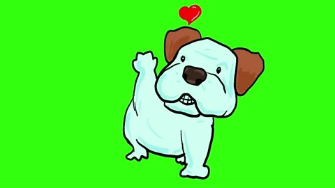 Dog on a green screen. Stock Footage 171118089
