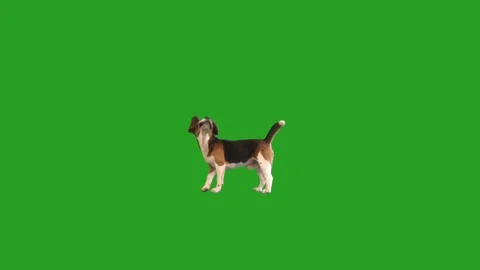 dog on a green screen | Stock Video | Pond5