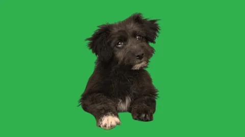 Dog on green screen Stock Footage 274710902